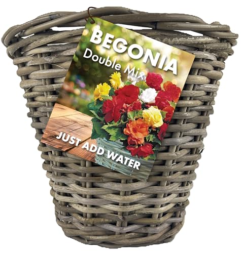 Begonia Double Mix Flowers - Summer Bulbs for Planting Now - Pre Planted Wicker Basket (3 Bulbs) - Just add Water