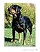 Rottweiler (CompanionHouse Books)