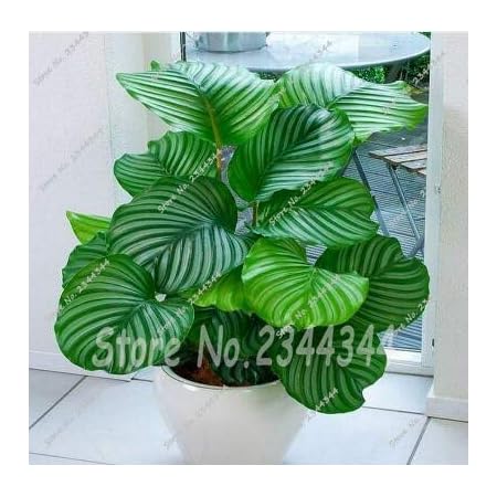 Amazon 12 1ピースレアカラテア種子空気新鮮な植物花種子事務机盆栽用フラワーガーデン装飾品セミラデフロレス 花 Amazon 12 1ピースレアカラテア種子空気新鮮な植物花種子事務机盆栽用フラワーガーデン装飾品セミラデフロレス 花