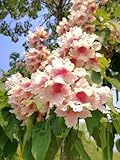 350 Catalpa Tree Seeds Showy Flowers Large Deciduous Tree Fragrant Flowering Plant Seed Northern Catalpa