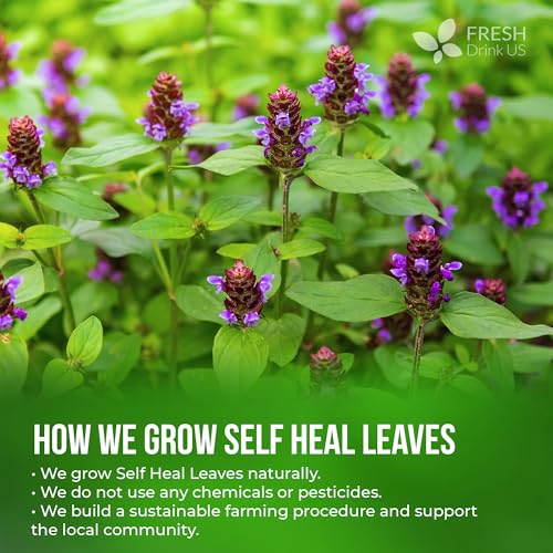 Image of FreshDrinkUS, Premium Self Heal Leaves Tea | 75 Tea Bags | Premium Dried Self Heal Herb for Herbal Tea - Naturally Caffeine-Free, Clean & Convenient Tea Bags. Sugar-Free. Vegan