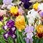 Multicoloured | Iris Iris