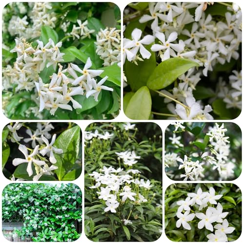 Jazmín estrella resistente - semillas semillas de flores plantas en macetas jardín de flores balcón plantas interior verano maceta bonsái jazmín trepadoras resistentes exóticas jardín 300pcs