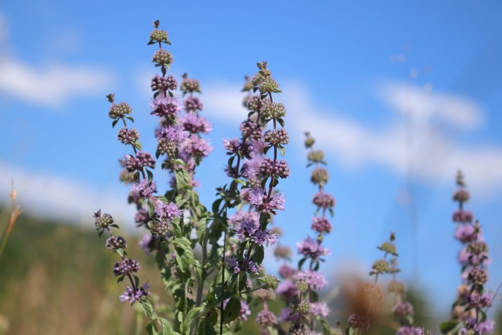 Lincolnshire Pond Plants Ltd - Mentha pulegium (Pennyroyal) - Marginal Pond Plants - MP077-1 / 1Ltr Potted