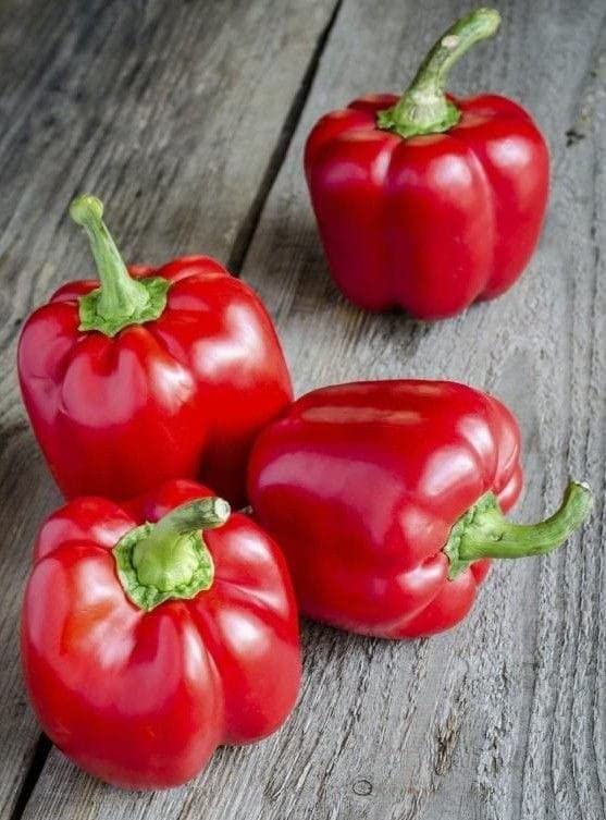 Siddhi Vinayak Gallery® Organic Capsicum vegetable seeds| Small Red Capsicum Seed For Outdoor and home gardening Pack of 50 to 70 seeds