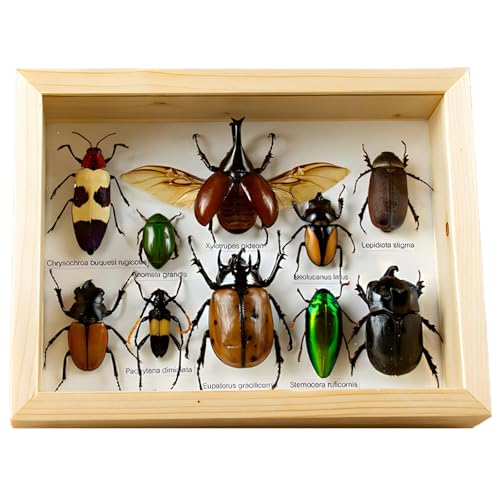 DRXRD Taxidermie D'insectes Mixtes, Vitrine D'exposition D'insectes Réels, Boîte D'exposition
