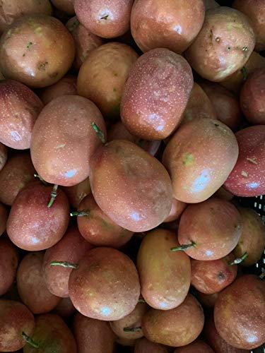 PF FARM Red Purple Fresh Ripe Small Passion Fruit Florida No.3 (2 Dozen / 24 Counts)