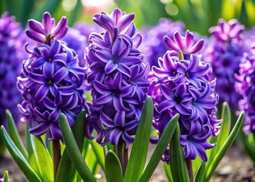 Purple Hyacinth Bulbs for Planting (5 Bulbs)