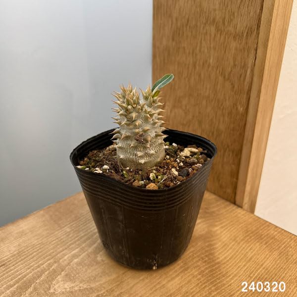 【大株】パキポディウム恵比寿大黒 国内実生 塊根植物 サボテン コーデックス 楽天市場】コーデックス：パキポディウム 恵比寿大黒 実生*S