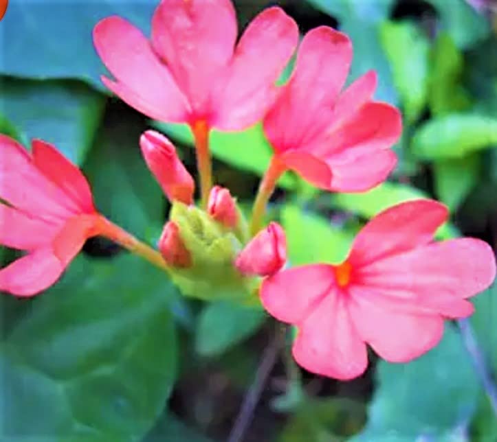 NATURE WORLD PREMIUM RARE IMPORTED PINK COLOUR KANAKAMBARAM FIRE CRACKERS SEEDS for great home gardeningFOR GREAT HOME GARDENING (B0BYT7QNC6) Amazon Price History, Amazon Price Tracker