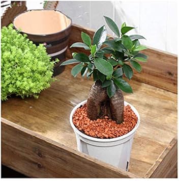 Amazon Co Jp 観葉植物 ガジュマル 4号 1鉢 Diy 工具 ガーデン Amazon Co Jp 観葉植物 ガジュマル 4号 1鉢 Diy 工具 ガーデン