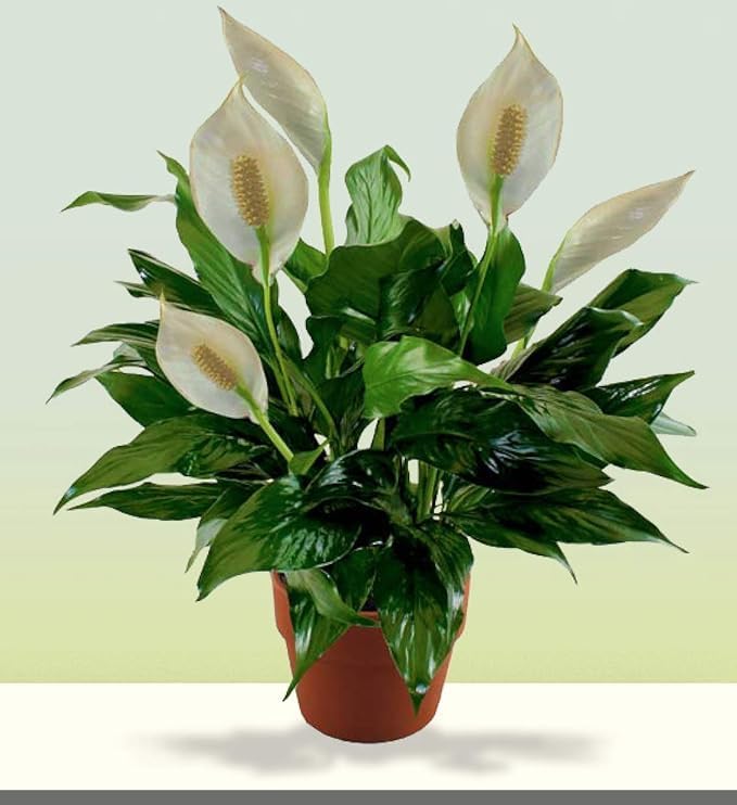 Gorgeous Glory Garden Live Live Indoor Live Plant From Kerala- Rare" Peace Lily" Spathiphyllum White Flower Plant With Black Pot (B0D771YG97) Amazon Price History, Amazon Price Tracker