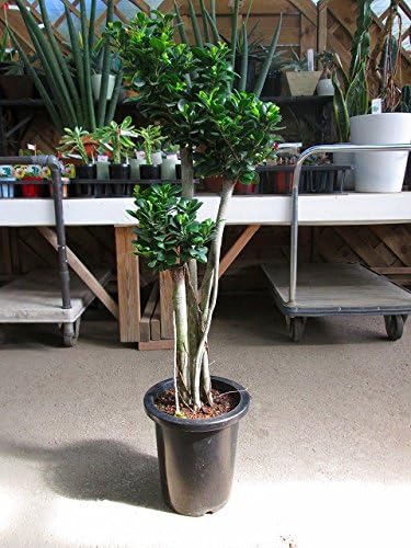 Amazon パンダ ガジュマル 8号 希少種 観葉植物 観葉植物 オンライン通販