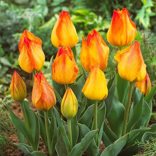 Bulbi di tulipano, bulbi perenni resistenti all'inverno per la semina in interni ed esterni-4 cipolle-e