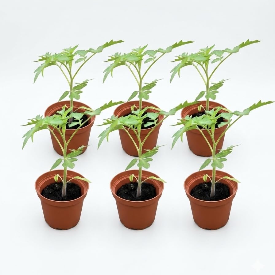 Tomatenpflanzen-Set Gourmet-Duo 6er Pack im 9cm Topf Mix aus 3x Saint Pierre Salattomate & 3x Tondino Maremmano Cocktailtomate