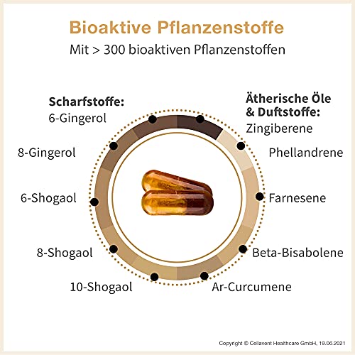 Ingwer Kapseln mit Bio Ingwer-Extrakt von Phytholistic
