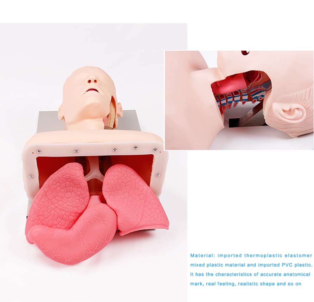 UWYTGF Teaching Model Tools,Adult Electronic Tracheal Intubation Teaching Model Tooth Pressure Alarm Human First Aid Training Model Advanced Human Endotracheal Intubation Training Model F