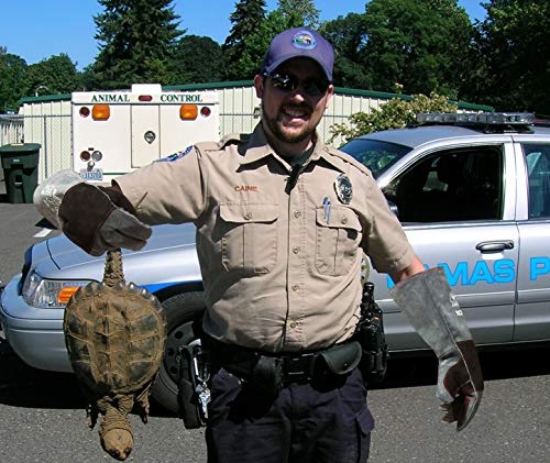 Rapicca Animal Handling Gloves Bite Proof Kevlar Reinforced Leather Padding Dog,Cat Scratch,Bird Falcon Gloves Grabbing Reptile Squirrel Snake Bite 16In Grey-Black #TOP1