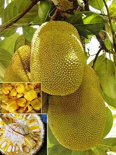Image of All-Time12 Months Hybrid Grafted Guti Kolom Live Fruit Plant Original & Authentic Organic for Outdoor Fast-Growing Fruit Plant Home Pack Of-1 (Vietnam Early Green Jackfruit Plant Pack of -2, Medium)
