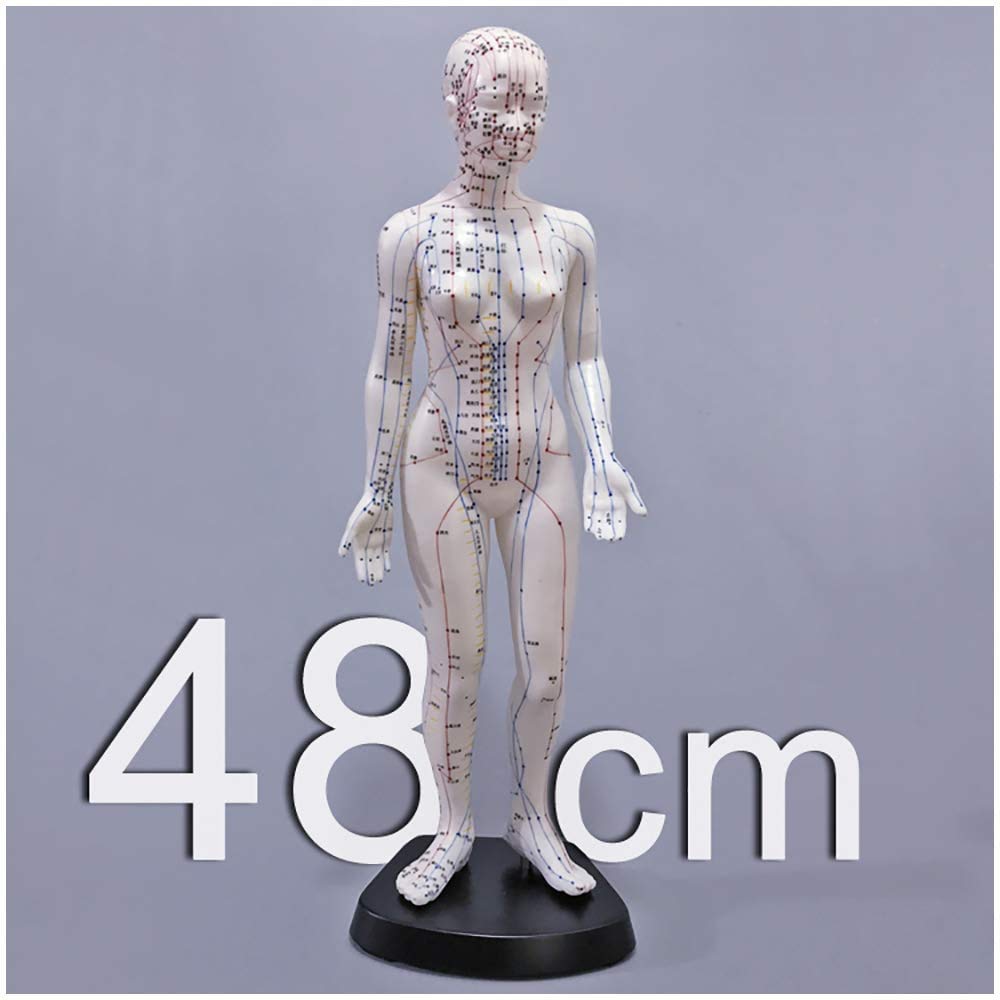 Modelo de acupuntura - Modelo de acupuntura de Cuerpo Humano Femenino con Puntos Meridian - 48 cm Modelo de Personas por Meridian Acupoint - para Meridian Massage Lessons