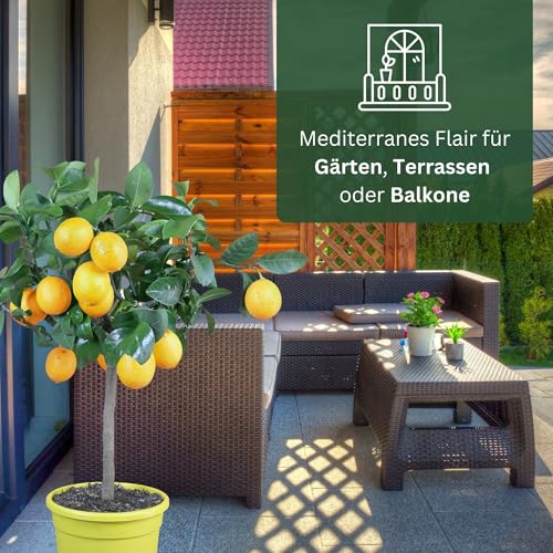 Meyer-Zitrone – veredelte Zitruspflanze im 6 Liter Topf