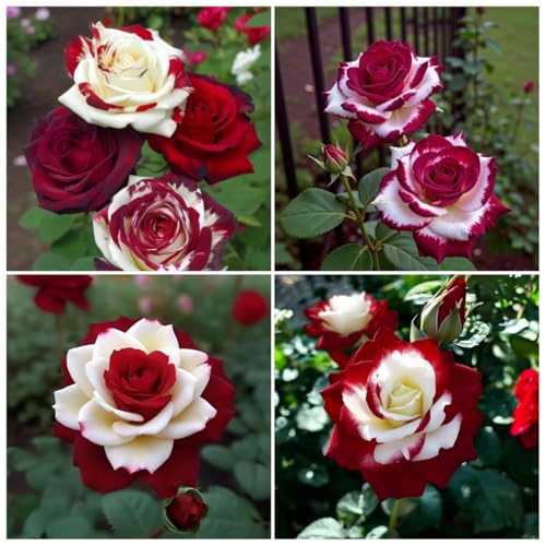 100pcs Rare Twin Red White Rose Seeds for Planting –