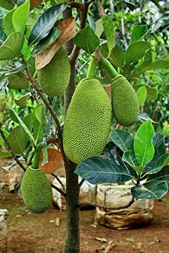 Sanju "All Time katahal" Very Sweet Taste 1 healthy Grafted Live Jackfruit Plant(1.5Ft Height) in nursery Grow Bag