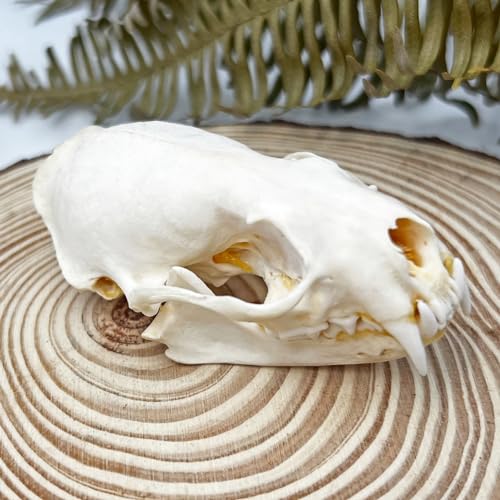 Image of Taxidermy Real Animals Skull Decor - Model Animals Bones Specimen,Taxidermy Supplies for Science Education,Collection (Mink Skull)