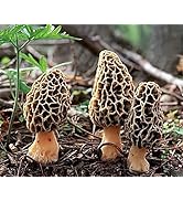 Mushroom Liquid Culture (Morel)