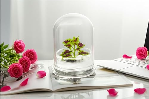 Miniatura 3 de Terrario floral arcoíris - Crecimiento automático, sin mantenimiento, Coleus - Cúpula de 4 pulgadas