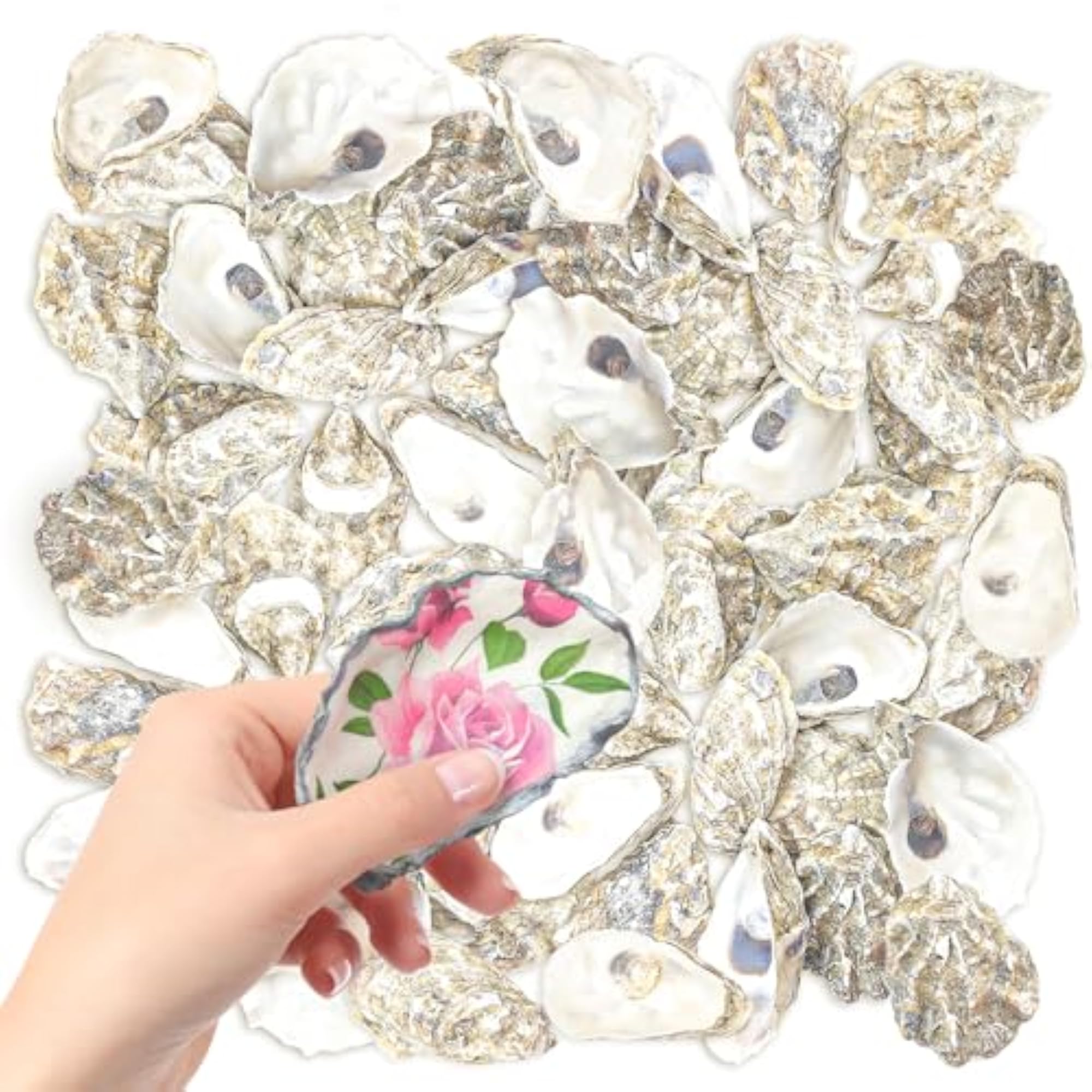 50PCS Oyster Shells for Home Decor