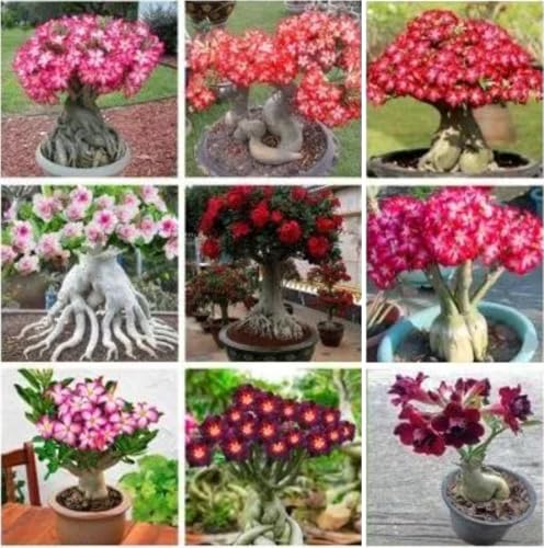 40 Mixed Color Desert Rose Seeds for Planting | Adenium