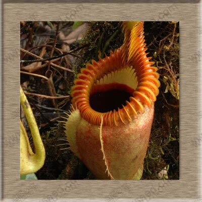 Semi di piante di Nepenthes Semi di Nepenthes Semi di piante di acchiappamosche 20 Particelle/sacchetto
