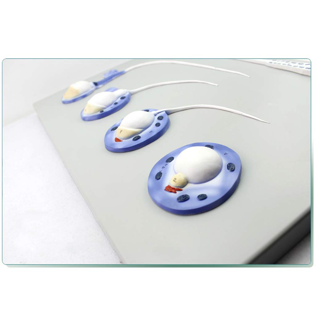 Model procesu powstawania plemników - męski układ rozrodczy - materiały z PVC, zasoby do nauki Model anatomiczny - dla Medical TeachingAid