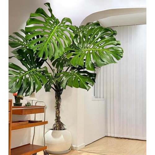 [LJKI] �����X�e�� �K���̖� A80cm �l�H�ϗt�A�� �ϗt�� ��^ ���A�� �~�͐A�� �{���������� �a�� ���� ���܂�� �C���e���A �ϗt�A�� �����s�v ���Q�̐S�z�Ȃ� ���� ��Ύ� ���K�̖� ���� �I�V���� �O���[�� �����b�s�v ���j�� �M�t�g