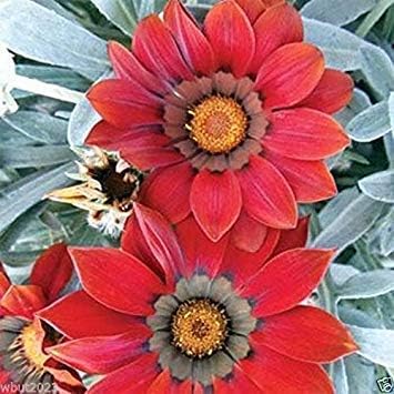Gazania Semillas - Kiss Frosty Red - Flores grandes redondas, de color rojo profundo (100 semillas)