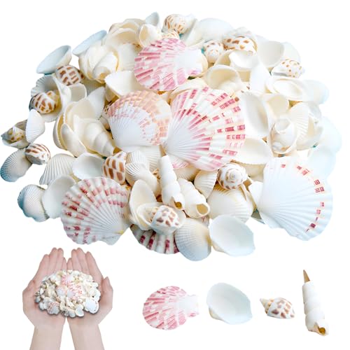 PcvGef 250g Muscheln zum Basteln Gemischt Ungebohrt Weiß für Vase Füllstoffe Fisch Panzer Kerze Armbandschmuck Hochzeitsdeko DIY Kunsthandwerk (125 Stück)