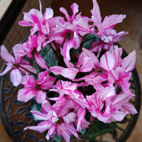 Semi di ciclamino, regali per gli amanti del giardino e perenni semi di giardino di da giardino roccioso 500pcs