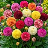 Dahlia Pompon Ball Mix Seeds – Pompon Flower Variety for Planting