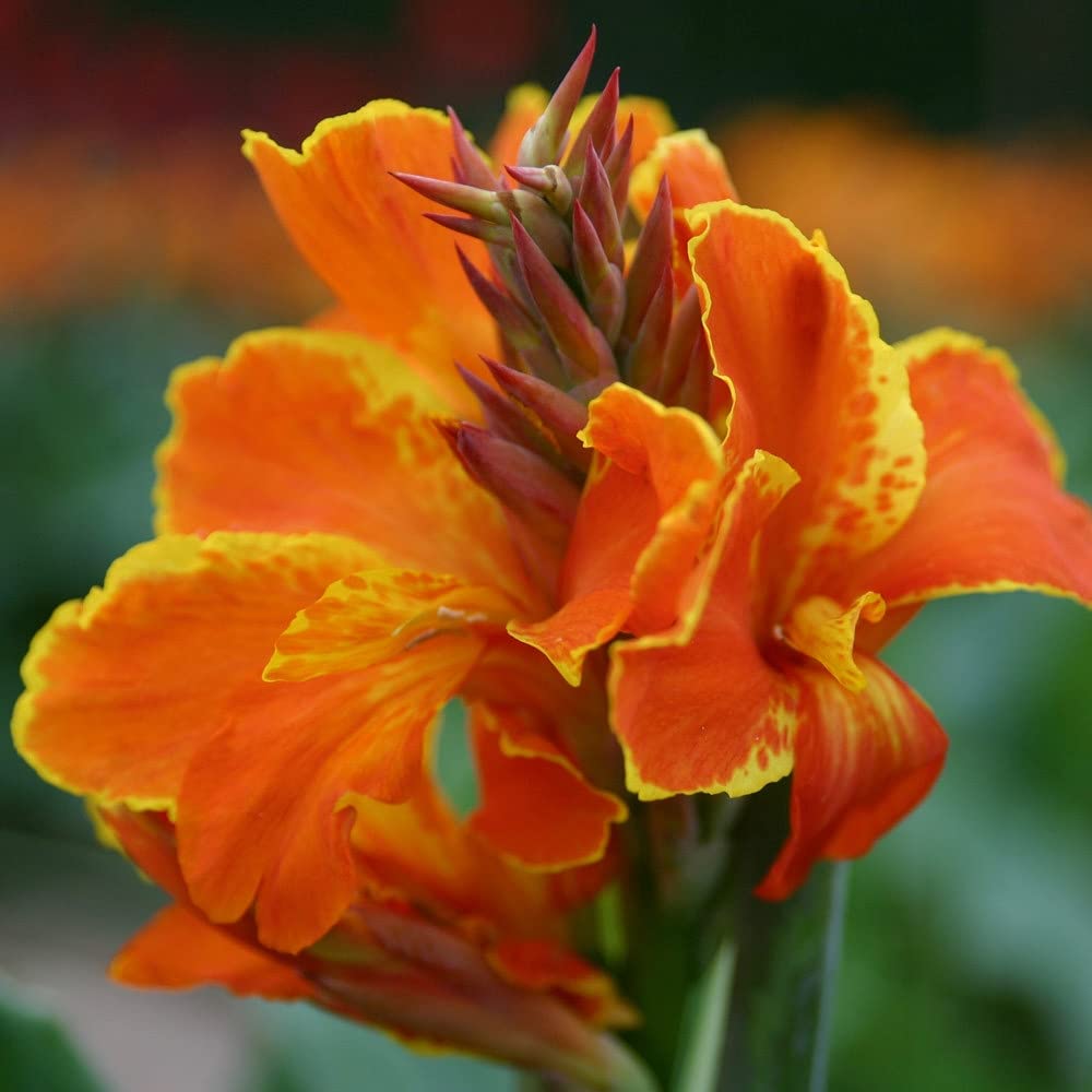 Canna Lily Semi,Rizoma,Regalo mistero giardino fiorito inverdimento,Caldo-1,4bulbi