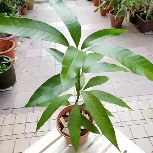 Image of Hybrid 1 Healthy Live Dasheri Mango(GRAFTED) Plant for Home garden Plant Height-2Ft To 2.5 Ft.(Fruit After 1 Year) with grow bag