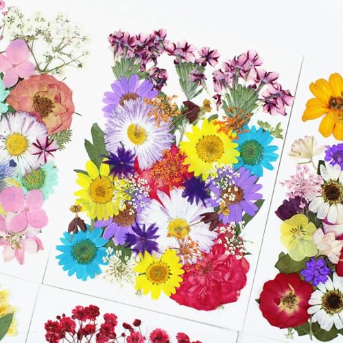 Flores secas prensadas 35 piezas para manualidades miniatura 4