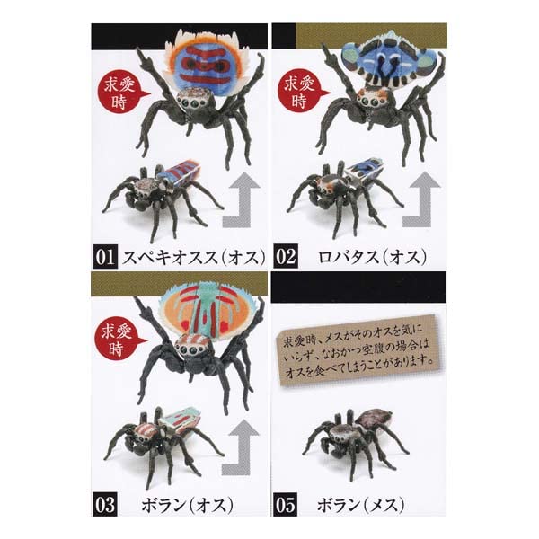 Amazon.co.jp: いきもの大図鑑 ピーコックスパイダー 4種セット