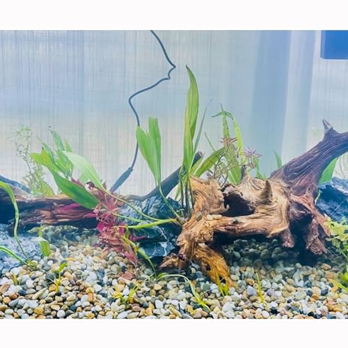 Image of CJGQ 18lb 1 /4 /'' Polished Pebbles for Plants Potting,Succulents Aquarium Fish Tank Vases-Decorative River Rocks Garden Gravel Stones