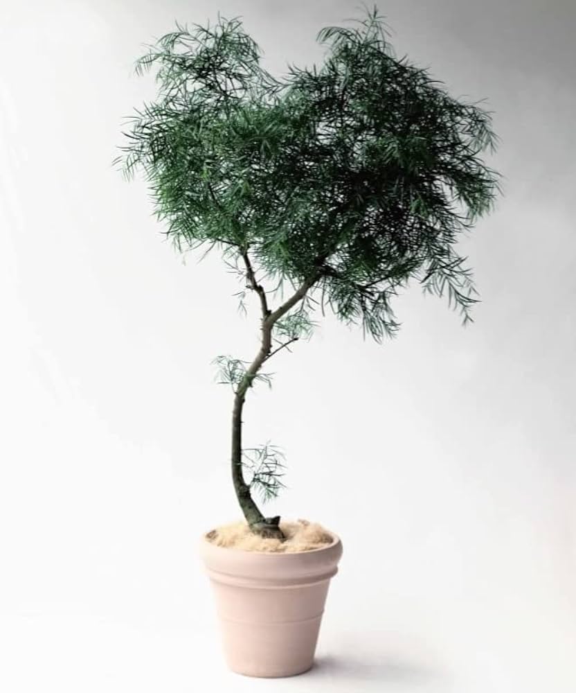 Amazon | 植木鉢 おしゃれ 大型 テラコッタ リムポット L＜ 47cm 16号