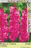  AGRONOM  GLADIOLO FIDELIO  Bulbos de flores decorativas  Bulbos perennes  Cultivado en jardines de flores  Las inflorescencias se recogen  Pack de 5 bulbos de flor