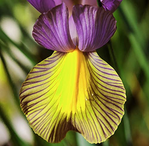 Iris Picasso Garden Plant Hardy Bulb Flowering Garden Plants Easy to Grow Your Own 20x Bulbs by Thompson and Morgan (20)