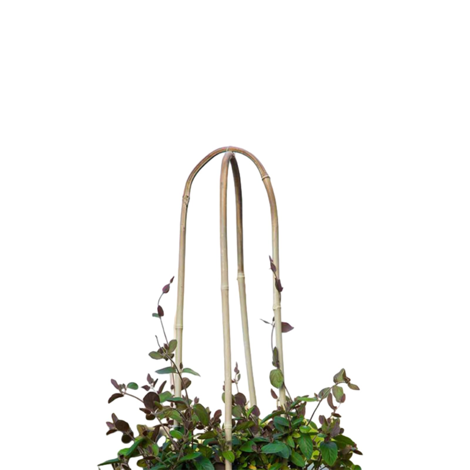 20 Pack Bamboo U Trellis for Potted Plants - 16 Inch U-Shaped