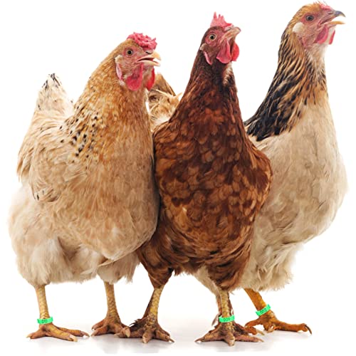 200 anneaux de marquage pour pattes de poulet numérotés vert DOITOOL
