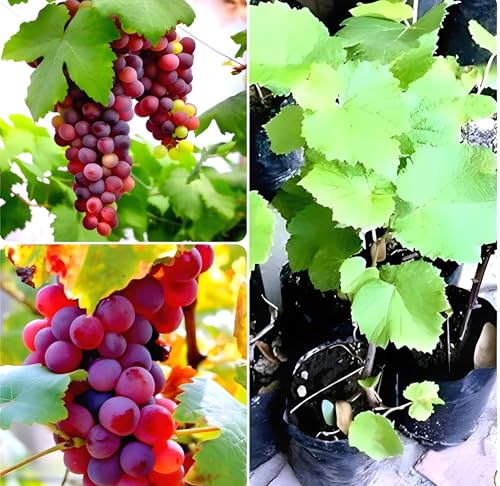 Image of Seedless Sweet Red Grapes Fruit Air Layered Angoor plant pack of 1 with plastic pot|| For Home Garden Outdoor & Indoor